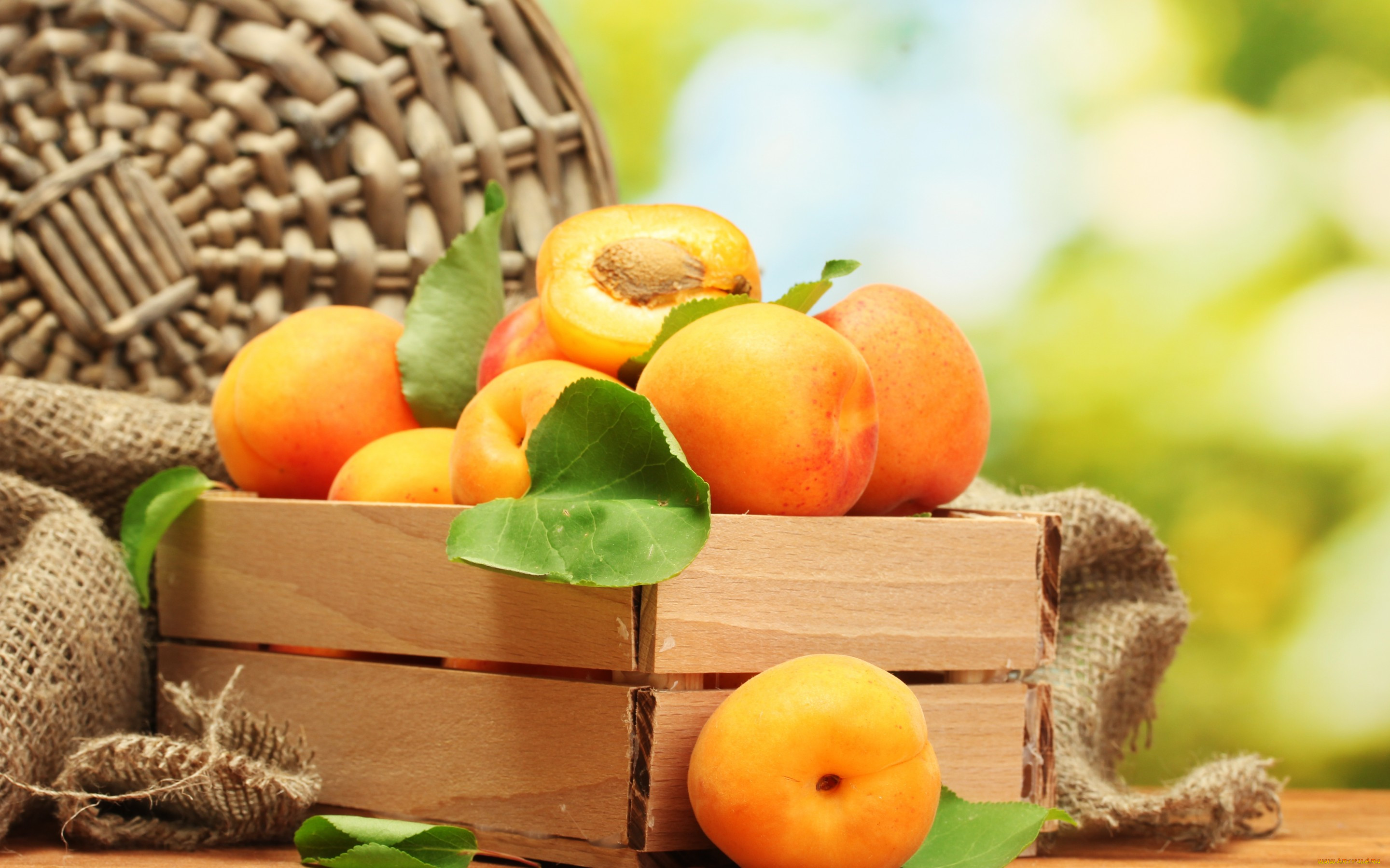 , ,  ,  , apricot, , 